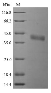 Greater than 90% as determined by SDS-PAGE.Recombinant Listeria Monocytogenes Serotype 4B Internalin-A (INLA) Protein (His)