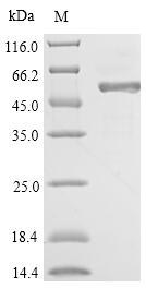 Greater than 90% as determined by SDS-PAGE.Recombinant Hypocrea Rufa Endo-Beta-1,6-Galactanase (6GAL) Protein (His)