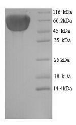 Greater than 90% as determined by SDS-PAGE.