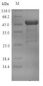 Greater than 90% as determined by SDS-PAGE.
