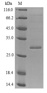 Greater than 85% as determined by SDS-PAGE.Recombinant Mouse Tenascin (TNC) Protein (His)