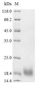 Greater than 90% as determined by SDS-PAGE.