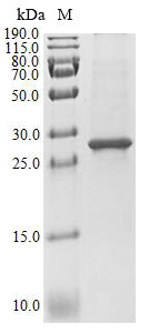 Greater than 85% as determined by SDS-PAGE.