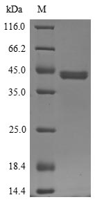 Greater than 85% as determined by SDS-PAGE.