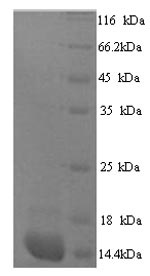 Greater than 90% as determined by SDS-PAGE.Recombinant Human Protein S100-A7A (S100A7A) Protein (His)