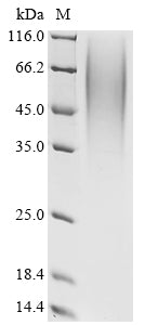 Greater than 90% as determined by SDS-PAGE.