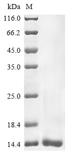 Greater than 90% as determined by SDS-PAGE.