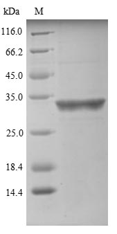 Greater than 90% as determined by SDS-PAGE.Recombinant Human Valacyclovir Hydrolase (BPHL) Protein (His&Myc)