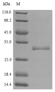 Greater than 90% as determined by SDS-PAGE.Recombinant Human Valacyclovir Hydrolase (BPHL) Protein (His&Myc)