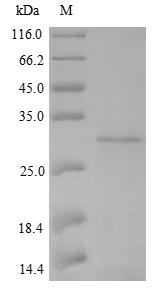 Greater than 90% as determined by SDS-PAGE.Recombinant Klebsiella Oxytoca Carbapenem-Hydrolyzing Beta-Lactamase Kpc (BLA) Protein (His)