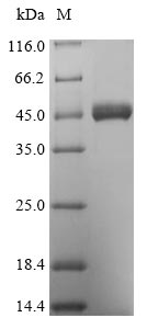 Greater than 90% as determined by SDS-PAGE.Recombinant Mouse Thioredoxin-Interacting Protein (TXNIP) Protein (His)