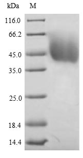 Greater than 90% as determined by SDS-PAGE.Recombinant Mouse Dihydrolipoyllysine-Residue Acetyltransferase Component Of Pyruvate Dehydrogenase Complex, Mitochondrial (DLAT) Protein (His)