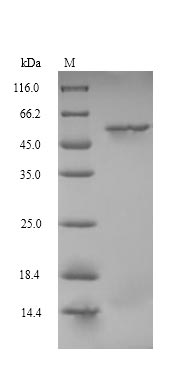 Greater than 90% as determined by SDS-PAGE.Recombinant Mouse Protein Cereblon (CRBN) Protein (His&Myc)