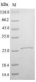 Greater than 90% as determined by SDS-PAGE.Recombinant Mouse Kallikrein-14 (KLK14) Protein (His)