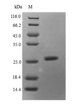 Greater than 90% as determined by SDS-PAGE.Recombinant Mouse Histone Deacetylase Complex Subunit Sap130 (SAP130) Protein (His)