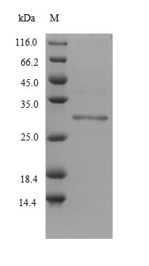Greater than 90% as determined by SDS-PAGE.Recombinant Mouse Protein Delta Homolog 2 (DLK2) Protein (His)