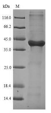 Greater than 90% as determined by SDS-PAGE.Recombinant Mouse Galectin-4 (LGALS4) Protein (His)