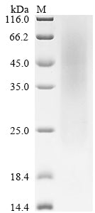 Greater than 85% as determined by SDS-PAGE.Recombinant Mouse Latent-Transforming Growth Factor Beta-Binding Protein 4 (LTBP4) Protein (His)