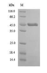 Greater than 90% as determined by SDS-PAGE.Recombinant Arabidopsis Thaliana Double-Stranded Rna-Binding Protein 5 (DRB5) Protein (His)