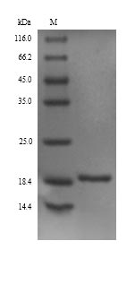 Greater than 90% as determined by SDS-PAGE.Recombinant Platanus Acerifolia Putative Invertase Inhibitor Protein (His)