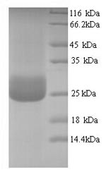 Greater than 90% as determined by SDS-PAGE.Recombinant Human Cmrf35-Like Molecule 1 (CD300LF) Protein (His)