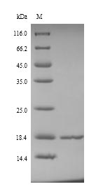 Greater than 90% as determined by SDS-PAGE.Recombinant Salmonella Typhi Universal Stress Protein A (USPA) Protein (His)