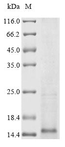 Greater than 85% as determined by SDS-PAGE.Recombinant E.Coli O157:H7 Major Curlin Subunit (CSGA) Protein (His)