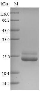 Greater than 90% as determined by SDS-PAGE.Recombinant Mouse-Ear Cress 2-Cys Peroxiredoxin Bas1, Chloroplastic (BAS1) Protein (His)