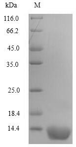 Greater than 90% as determined by SDS-PAGE.Recombinant Human Perilipin-4 (PLIN4) Protein (His)