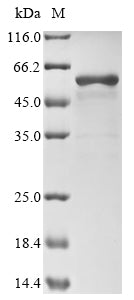 Greater than 90% as determined by SDS-PAGE.Recombinant Cricetulus Griseus Protein Disulfide-Isomerase (P4HB) Protein (His)