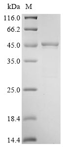 Greater than 90% as determined by SDS-PAGE.Recombinant Mouse Serine Protease Inhibitor A3N (SERPINA3N) Protein (His)