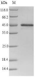 Greater than 90% as determined by SDS-PAGE.Recombinant Mouse Serine Protease Inhibitor A3N (SERPINA3N) Protein (His)