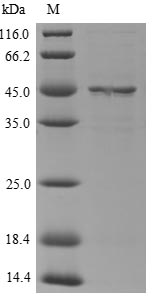 Greater than 85% as determined by SDS-PAGE.Recombinant Mouse Serine Protease Inhibitor A3N (SERPINA3N) Protein (His)