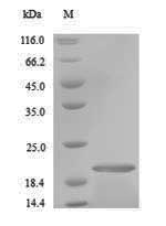Greater than 90% as determined by SDS-PAGE.Recombinant Ctenocephalides Felis Salivary Antigen 1 Protein (His)