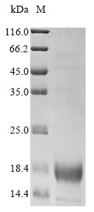Greater than 85% as determined by SDS-PAGE.Recombinant Human Phospholipid Phosphatase-Related Protein Type 2 (PLPPR2) Protein (His)