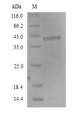 Greater than 90% as determined by SDS-PAGE.