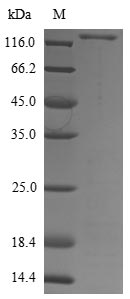 Greater than 90% as determined by SDS-PAGE.