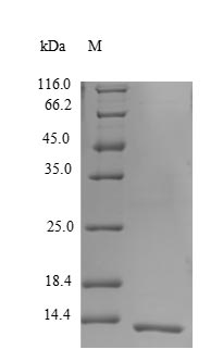Greater than 90% as determined by SDS-PAGE.Recombinant Human Beta-Defensin 124 (DEFB124) Protein (His)