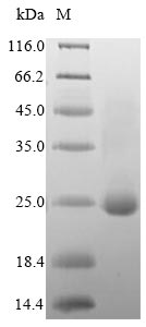 Greater than 85% as determined by SDS-PAGE.Recombinant Human Dedicator Of Cytokinesis Protein 8 (DOCK8) Protein (His)