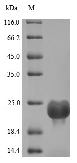Greater than 85% as determined by SDS-PAGE.Recombinant Human Dedicator Of Cytokinesis Protein 8 (DOCK8) Protein (His)