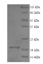 Greater than 90% as determined by SDS-PAGE.