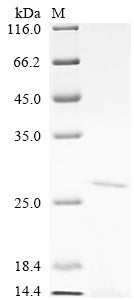Greater than 90% as determined by SDS-PAGE.Recombinant Human 5' (NT5C) Protein (His)
