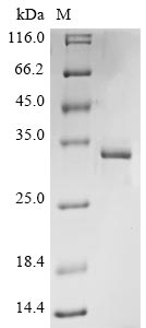 Greater than 85% as determined by SDS-PAGE.