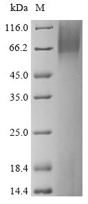 Greater than 90% as determined by SDS-PAGE.Recombinant Mouse Plexin Domain-Containing Protein 1 (PLXDC1) Protein (His)