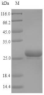 Greater than 90% as determined by SDS-PAGE.