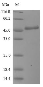 Greater than 90% as determined by SDS-PAGE.