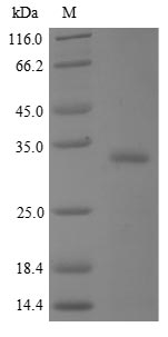 Greater than 90% as determined by SDS-PAGE.Recombinant Human Bpi Fold-Containing Family A Member 2 (BPIFA2)