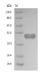 Greater than 90% as determined by SDS-PAGE.Recombinant Human Pyridoxal Phosphate Phosphatase (PDXP) Protein (His)