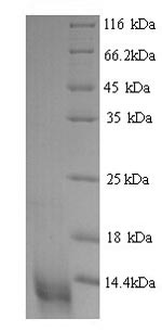 Greater than 90% as determined by SDS-PAGE.