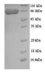 Greater than 90% as determined by SDS-PAGE.Recombinant Human Twinkle Protein, Mitochondrial (TWNK) Protein (His)